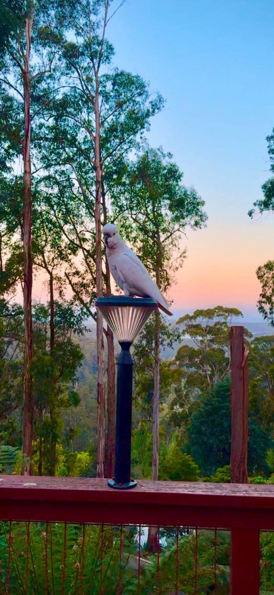 Melbourne Topview Villa In Dandenong Ranges Near Skyhigh Kalorama Extérieur photo