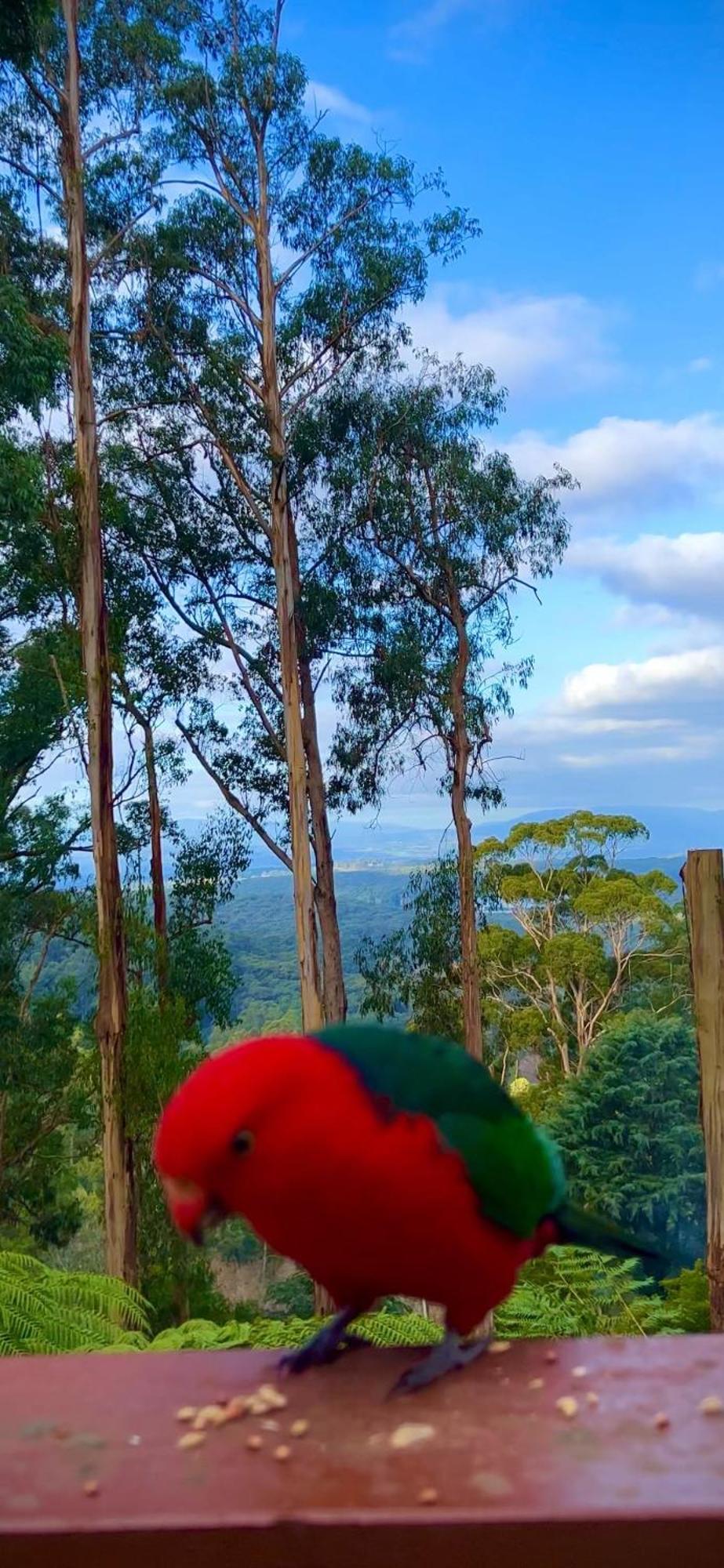 Melbourne Topview Villa In Dandenong Ranges Near Skyhigh Kalorama Extérieur photo